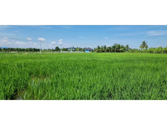 [โอกาสทอง] ขายที่ดินลาดกระบัง-ทับยาว 2 ไร่ (แบ่งขายได้)