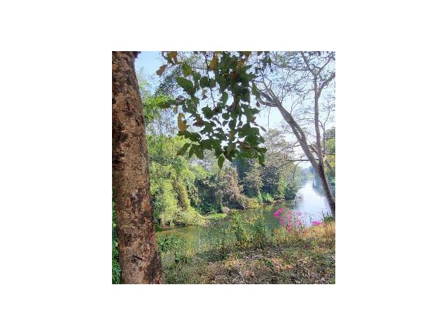 ที่ดิน ติดถนนดำ ติดแม่น้ำฯ 110 เมตร ร่มรื่นด้วยธรรมชาติ และต้นไม้เต็มผืนป่า