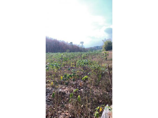 ขายที่ดิน10ไร่2งาย อยู่ติดw/hA บางบุตร บ้านค่าย ระยอง