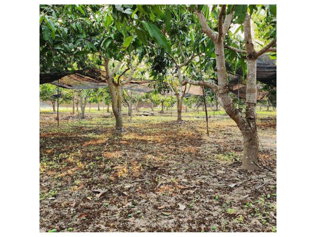 ขายที่ดินถมแล้ว 4-0-40 ไร่ น้ำไม่ท่วม เหมาะแก่การทำสวนและปลูกบ้าน ต.หนองปลาสะวาย อ.บ้านโฮ่ง จ.ลำพูน