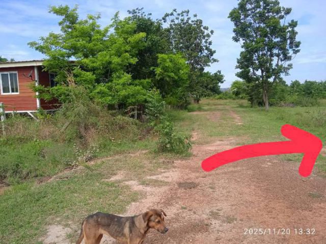 vายด่วนที่ดินแปลงเล็ก,ราคาเบาๆ โฉนด 200ตร.วาหรือ2 งาน ,,ลดเหลือ1.55แสน ถ้วน,,โฉนดครุฑแดงเลขที่ 8757 ต.กลอนโด อ.ด่านมะขา