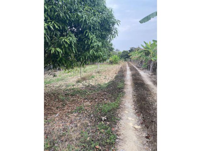 ขายที่ดิน2ไร่1งาน50ตรวพร้อมบ้าน ชากบก บ้านค่าย ระยอง