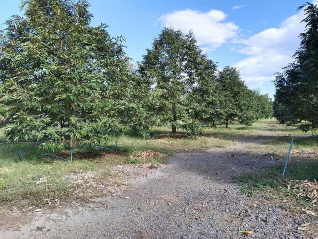 เสนอขายที่ดินสวนผลไม้ทุเรียนให้ผลผลิตแล้ว ติดถนนคอนกรีต เนื้อที่ 5 ไร่กว่าๆ ตำบลกระแสบน อำเภอแกลง จังหวัดระยอง