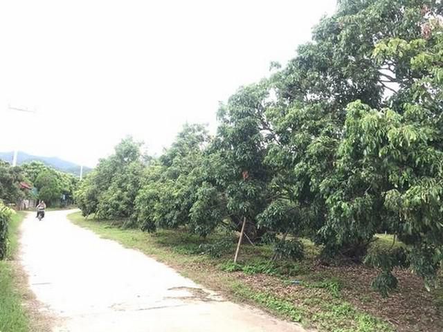 ขายที่ดินลำไย9ไร่ โฉนด5ไร่ 2.5ลบ.บ้านห้วยกาน อ.บ้านโฮ่ง ลำพูน