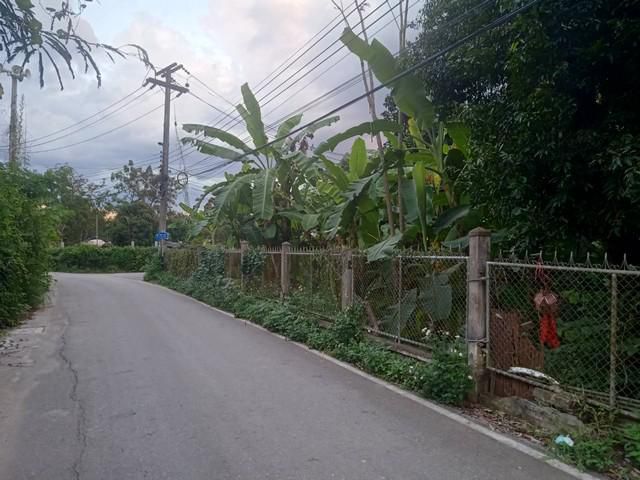 ขายที่ดิน451ว. ลด8ล. เยื้องปตท. ถ.ต้นยาง หนองผึ้ง สารภี เชียงใหม่