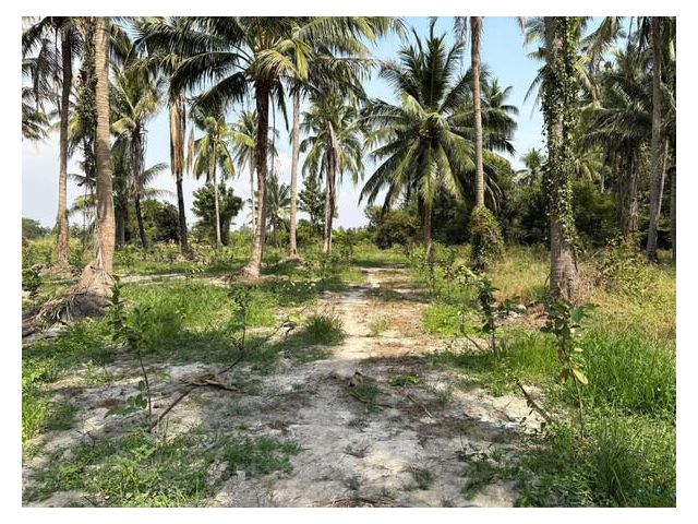 ขายที่ดินพร้อมบ้านสวน 10 ไร่ อ.ชะอำ ใกล้ วิทยาลัยการอาชีพวังไกลกังวล 2