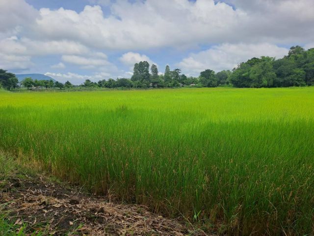 ขายที่นา  เนื้อที่  2 ไร่ 3 งาน 74  ตรว.