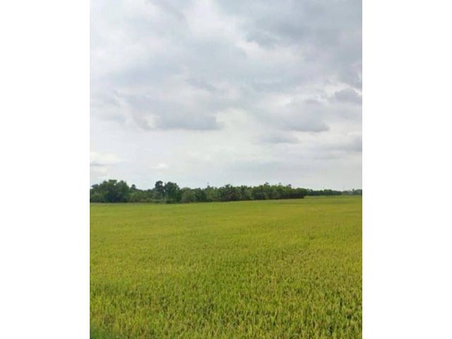 L1545 ขายที่ดินสวยทำเลดี 12 ไร่ บ้านโพธิ์ ฉะเชิงเทรา