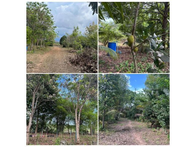 ขายที่ดินพร้อมพรรณไม้สวนผสม 5ไร่ บรรยากาศดี ร่มรื่น วิวเขา น้ำไฟถึง ปากท่อ ราชบุรี