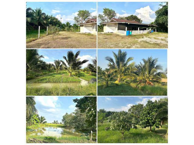 ขายสวนมะพร้าวน้ำหอมพร้อมสิ่งปลูกสร้าง 10ไร่ 550,0000 พร้อมเก็บผลผลิต ดินดี น้ำดี ปากท่อ ราชบุรี