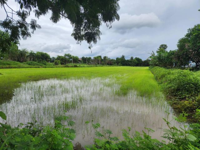 L1557 ขายที่นา 2 ไร่ ประจันตคาม ปราจีนบุรี