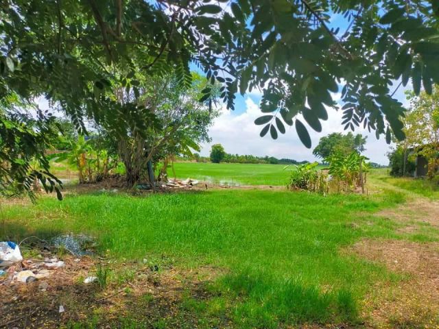 ขายด่วน!ที่ดินเปล่าทำเลทอง ราคาถูก(ทุ่งนา) พท.71-0-34 ไร่