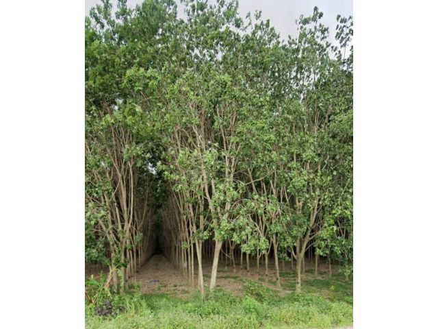 ที่ดินพร้อมสวนยางพารา มีโฉนด อ.บ้านกรวด บุรีรัมย์