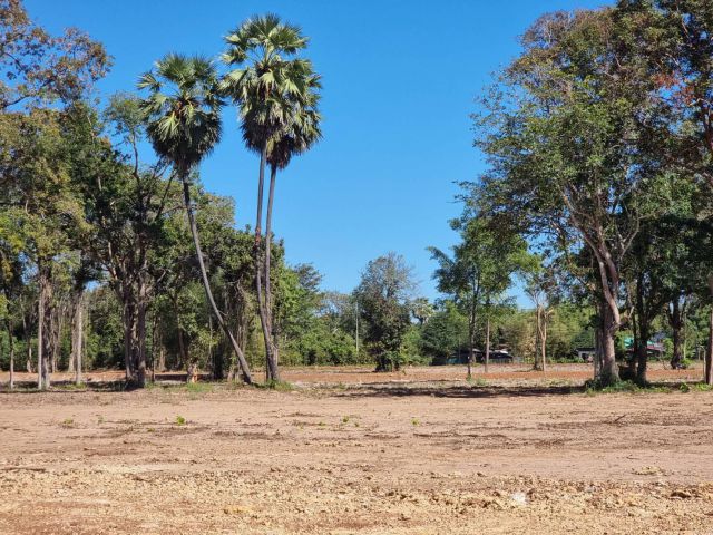 เปิดให้จองที่ดินสด/ผ่อนราคาถูกสุดๆ ไม่มีดอกเบี้ยซื้อสดวันนี้ลดได้อีก เนื้อที่ 3 ไร่ ใกล้ตลาดสดและถนนใหญ่ จ.ปราจีนบุรี