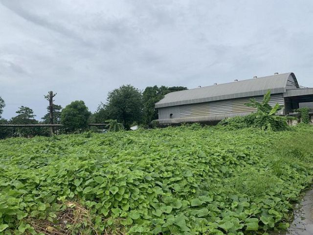 ขายที่ดินเปล่า ลาดพร้าว 101 ซ.โพธิ์แก้ว 3 แยก 9 ใกล้โรงเรียนนานาชาตินีว่า ขนาด 516 ตารางวา (แบ่งขายได้) ทำเลดี