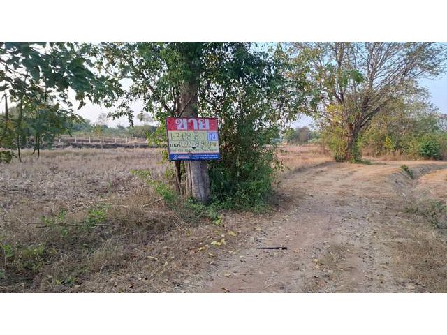 ขายที่ดิน 1-3-68  ไร่  หนองบัว   โกสุมพิสัย  มหาสารคราม