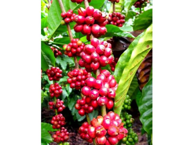 L638-ขายสวนกาแฟอาราบิก้า 539 ไร่ ต.เทพเสด็จ อ.ดอยสะเก็ด จ.เชียงใหม่