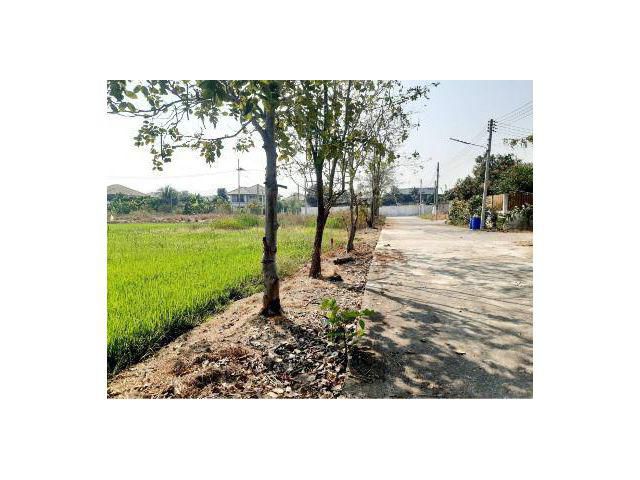 ขายที่ดินแปลงสวย ทำเลดีติดถนนคอนกรีต เขตสัมปทวน อ.นครชัยศรี ใกล้มอเตอร์เวย์ M.81 เนื้อที่ 174 ตรว. เหมาะปลูกบ้านทำธุรกิจ