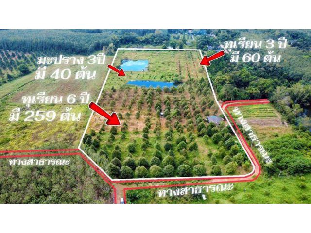 ขายที่ดินพร้อมสวนทุเรียนอายุ6ปีต.แกลงจ.ระยองเนื้อที่24ไร่ขายราคาไร่ละ750.000บ.