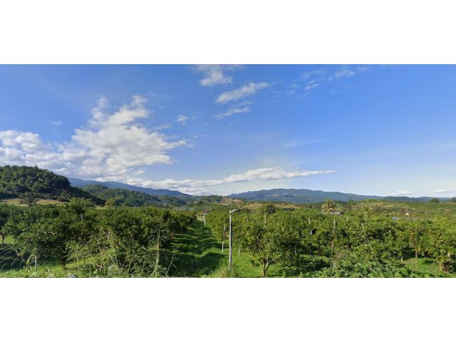 L641-ขายสวนส้ม 500 ไร่กว่า ต.แม่สาว อ.แม่อาย จ.เชียงใหม่