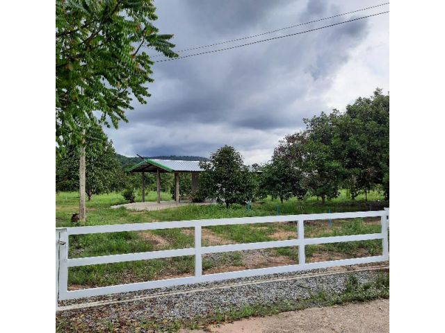 ขายสวนผลไม้