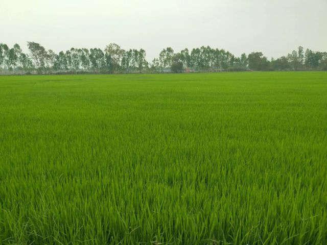 ขายที่ดิน2-5ไร่ไร่ละ350000-คิดถนน+คลอง+อ่างเก็บน้ำ ต.ดอนมะนาว อ.สองพี่น้อง จ.สุพรรฯเหมาะทำบ้าน/สวน/ร้านอาหาร.ใก้ลถนน3422