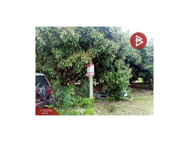 ขายที่ดินพร้อมต้นลำไย เนื้อที่ 50 ตารางวา อ.เวียงป่าเป้า จ.เชียงราย