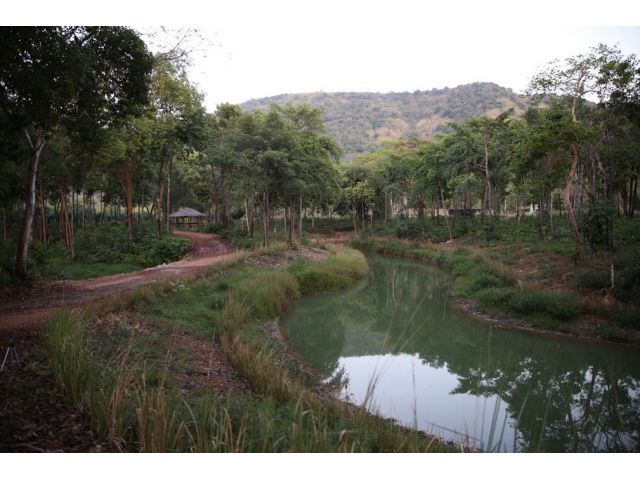 ขายที่ดิน 38 ไร่ ติดเขาใหญ่ ติดน้ำ พร้อมสวนป่าไม้เศรฐกิจ อ.เมือง จ.ปราจีนบุรี