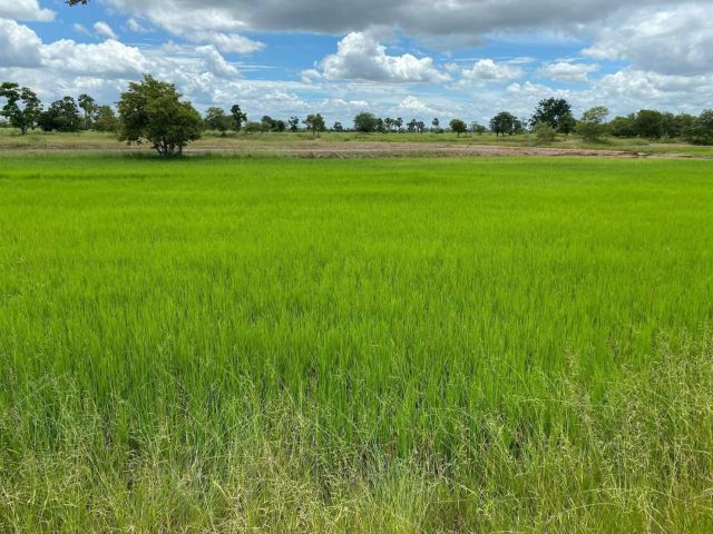 L1593 ขายที่นา 19 ไร่ โนนไทย นครราชสีมา