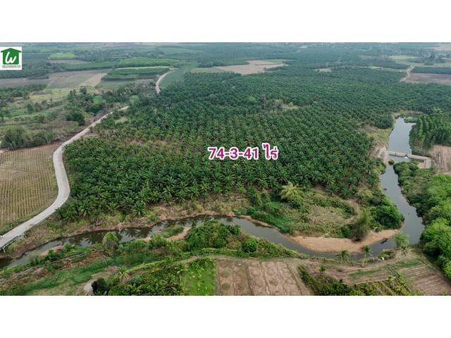 ขายที่ดินติดน้ำพร้อมสวนปาล์ม บ่อทอง ชลบุรี 74ไร่ ไร่ละ 790,000