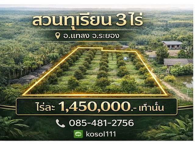 ขายสวนทุเรียน 3 ไร่