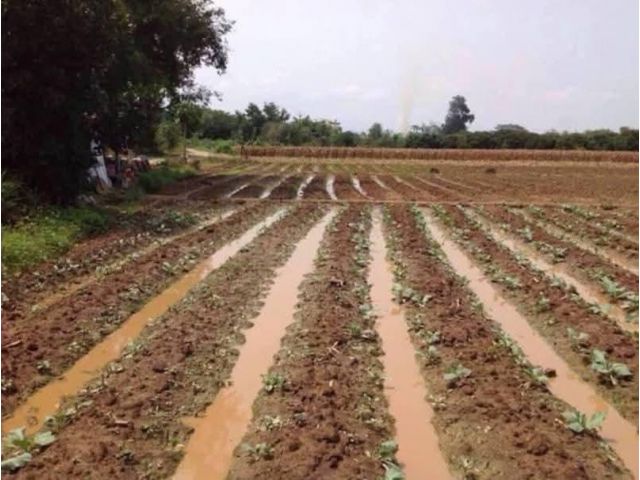 ขายที่ดินแม่ริม