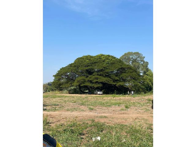 L1653 ขายที่ดินติดแม่น้ำบางปะกง ถมแล้ว 1 ไร่ ศรีมหาโพธิ ปราจีนบุรี