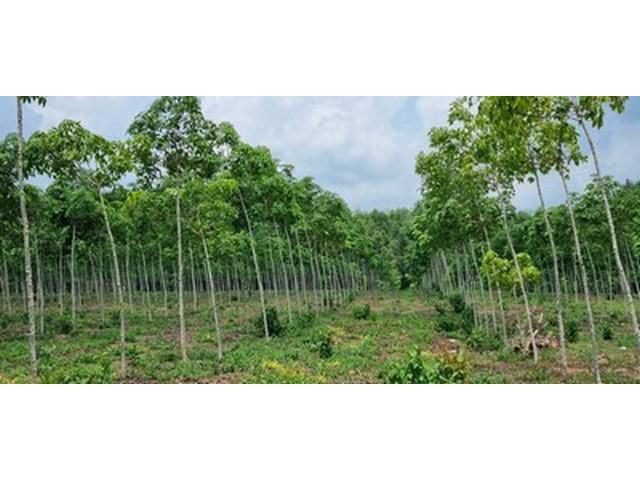 ขาย ที่ดินพร้อมสวนยาง ยางอายุ 5 ปีครึ่ง ที่สวยใกล้ตัวเมืองเพียง7ก