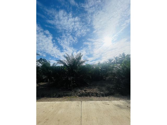 ที่ดินสวนปาล์มตำบลคลองหินอ่าวลึกกระบี่พร้อมเก็บผลผลิต