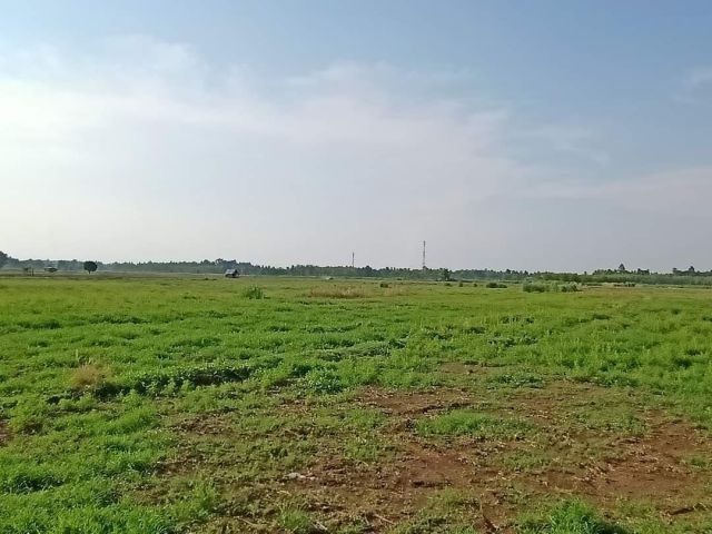 L1661 ขายที่ดิน 14 ไร่ เมืองเพชรบูรณ์