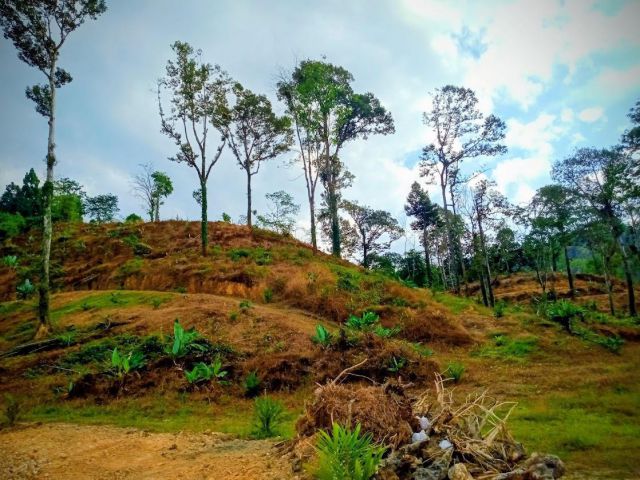 ที่ดินทำเลทองตะกั่วป่า 23 ไร่เศษ – "หน้าน้ำ หลังภูเขา" พร้อมทุเรียนโบราณ 30 ปี!