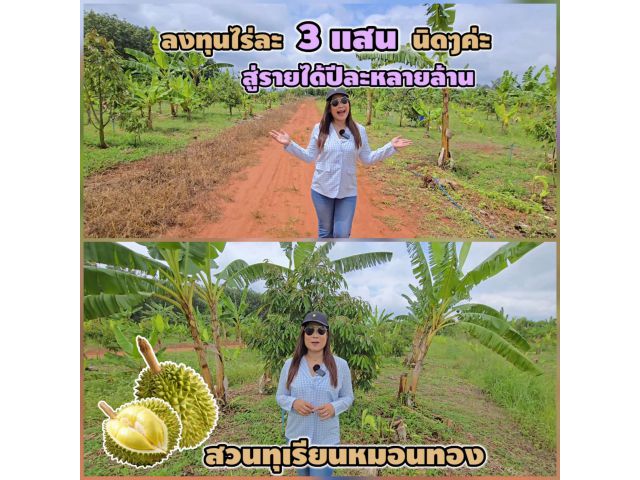 ╰┈►►#ขายสวนทุเรียน 16ไร่ ลงทุนไร่ละ3แสนนิดๆ รายได้ปีละหลายล้านพร้อมระบบการดูแลสวนมืออาชีพ ควบคุมผ่านมือถือ ระบบน้ำ