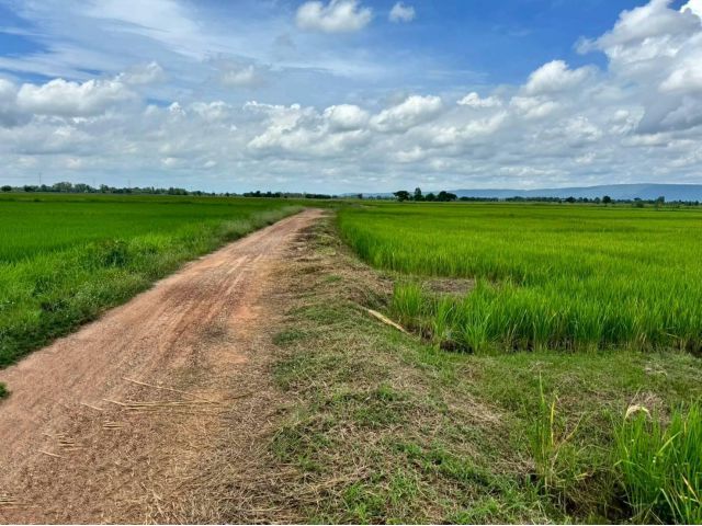 L1791 ขายที่นา 28 ไร่ เมืองพิษณุโลก