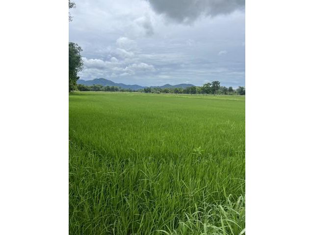 ขายที่ดินตำบลเมืองเก่า อำเภอเมืองสุโขทัย จังหวัดสุโขทัย