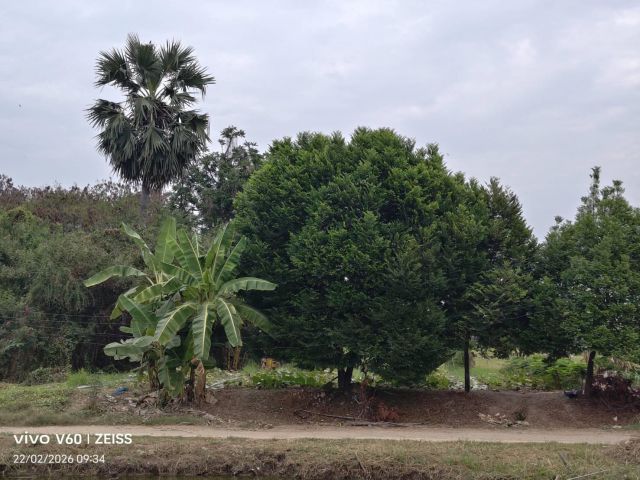 ขายที่ดิน อำเภอเมือง จังหวัดสุโขทัย ใกล้คลองถมกระชง