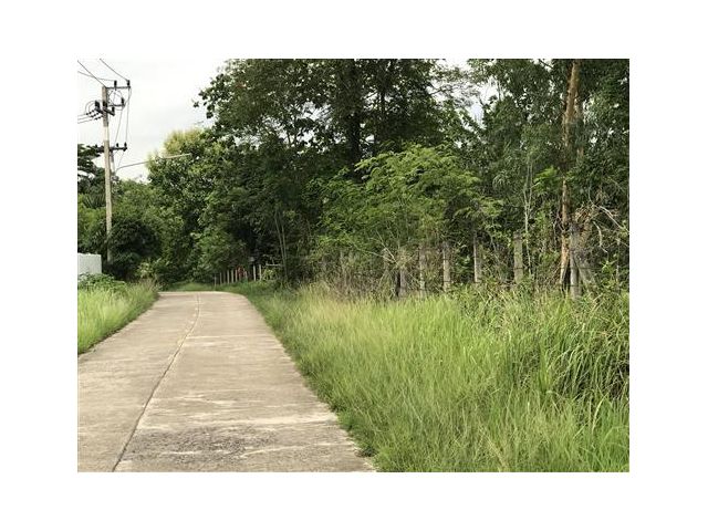 ที่ดิน  ราคาถูก เจ้าของไม่มาดูเเลเเล้ว