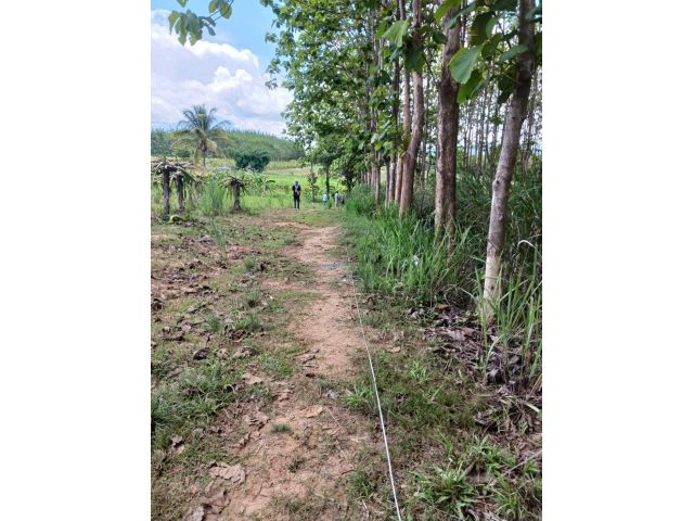 ที่ดินโฉนด 2ไร่ 2 งาน อ.ภูเรือ โฉนดพร้อมโอน 790000 ถูกสุดแถมสวนสักเต็มพื้นที่