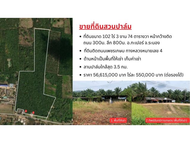ที่ดินสวนปาล์ม 102 ไร่ 3 งาน 74 ตารางวา อ.กะเปอร์ จังหวัดระนอง
