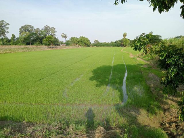 ที่ดินชัยนาท ที่ดินติดแม่น้ำท่าจีน ช่วงติดคลองมะขามเฒ่า  อำเภอวัดสิงห์ 12 ไร่ ใกล้วัดปากคลองมะขามเฒ่า วัดสิงห์สถิตย์
