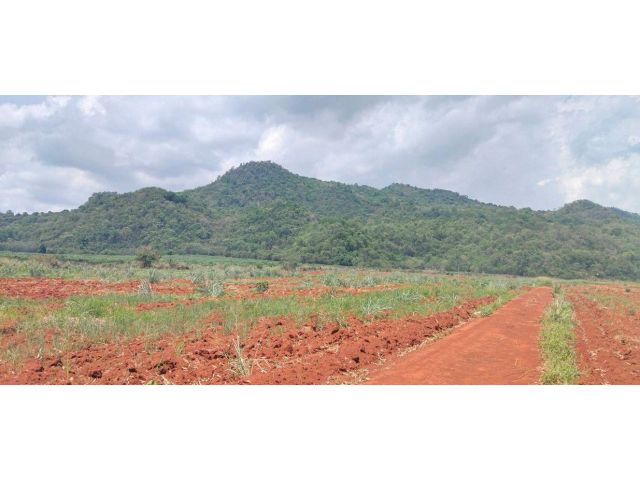 ขายที่ดินเขาใหญ่ ต.หมูสี เนื้อที่ 43 ไรเศษ วิวภูเขาสวยๆ