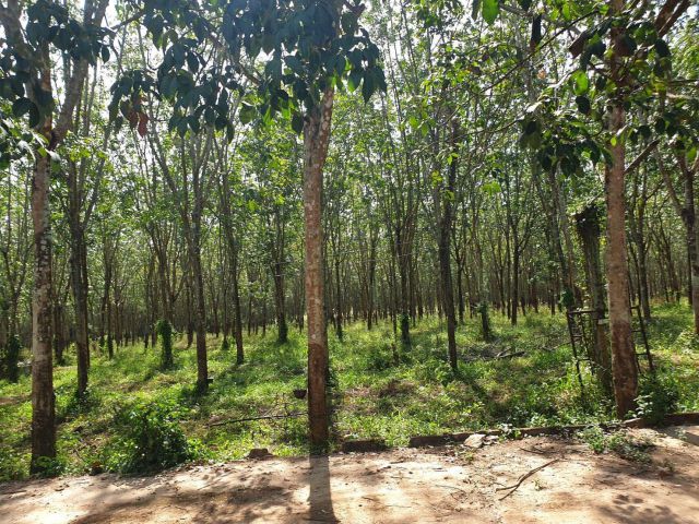 ขายที่ดินสวนยางพารา ต.คลองตะเกรา อ.ท่าตะเกียบ  จ.ฉะเชิงเทรา พื้นที่ 207 -3-95 ไร่