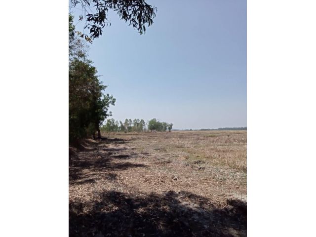 ขายที่ดิน ต.ท้ายทุ่ง อ.ทับคล้อ จ.พิจิตร