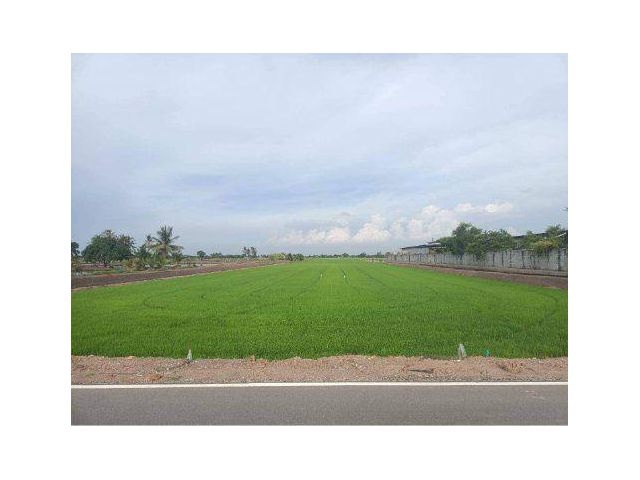 ขายที่ดิน 26 ไร่ ติดถนนสองด้าน ต.บัวปากท่า อ.บางเลน จ.นครปฐม