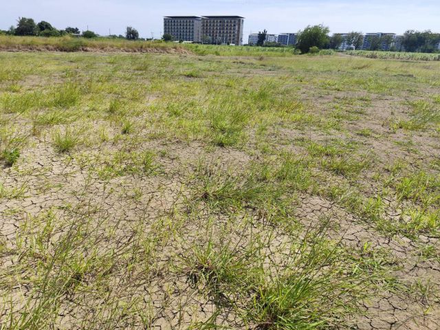 Sale large land 9.3 Rais ขายที่ดินเปล่า 1 ไร่ หรือ มากกว่า แบ่งขายได้ โฉนด นครปฐม